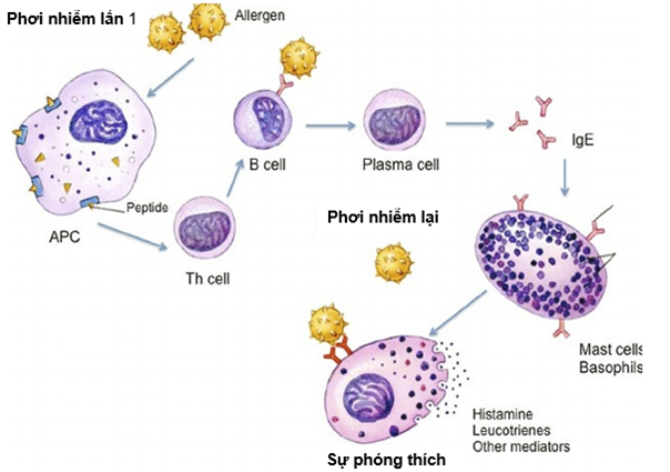 cơ chế phản ứng quá mẫn loại 1